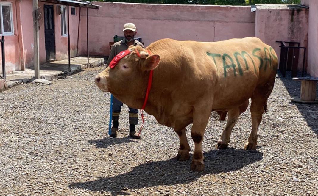 1 ton 150 kiloluk boğa ikinci el otomobil fiyatına satıldı 19